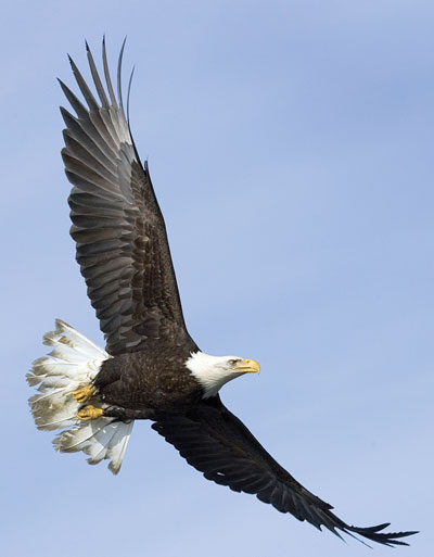 Eagle flying - Littleton Coin Blog