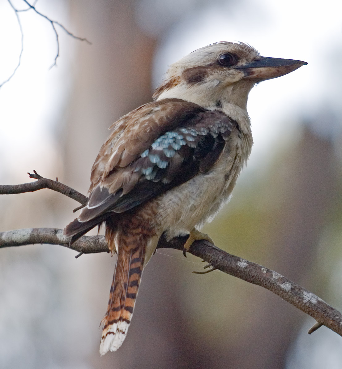 Kookaburra sits in an old gum tree on 1 oz. of silver – Littleton Coin Company Blog